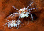 pom pom crab
