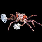 pom pom crab