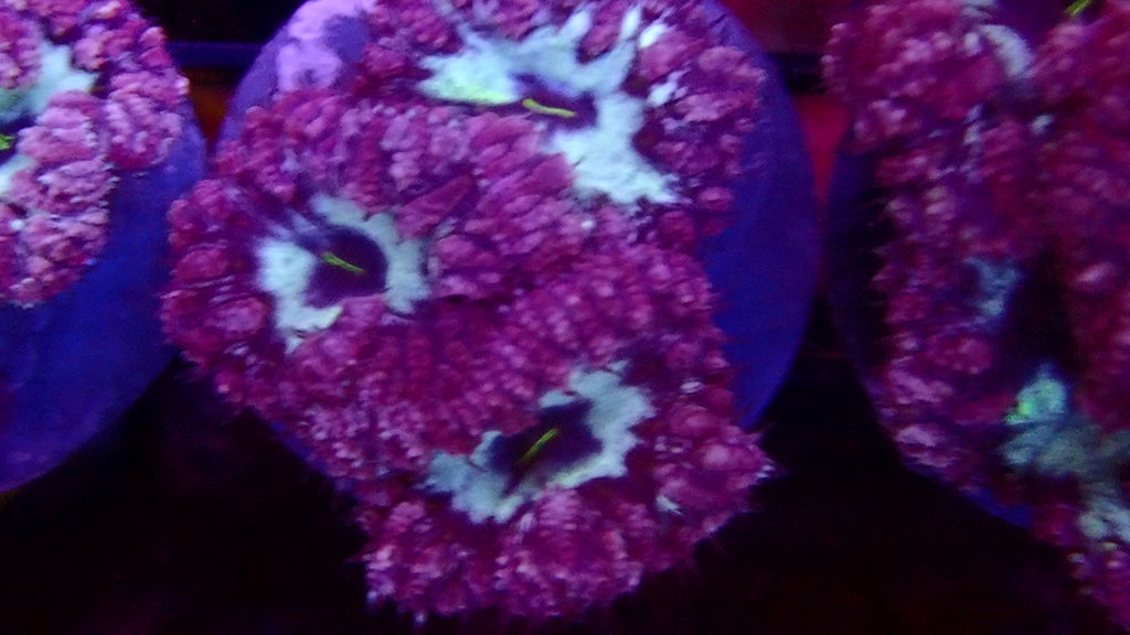 Fragment de Blastomussa Wellsi Rose et Violet