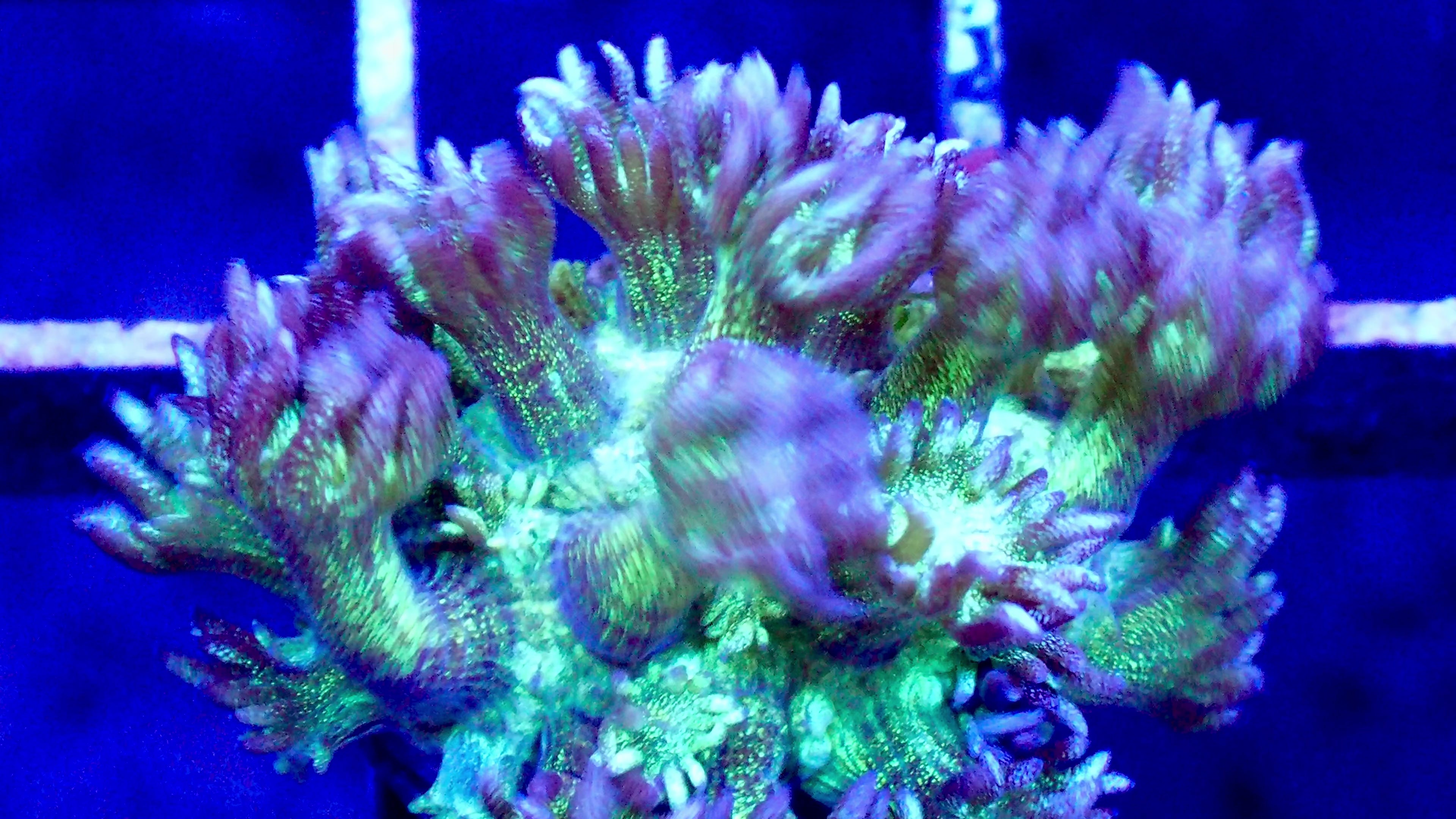 Live Corals Canada - LPS SPS Soft WYSIWYG Aquarium Reef
