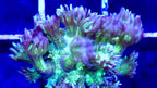Goniopora Glitter Bomb Frag — Corail Fleur LPS Vert et Mauve Scintillant