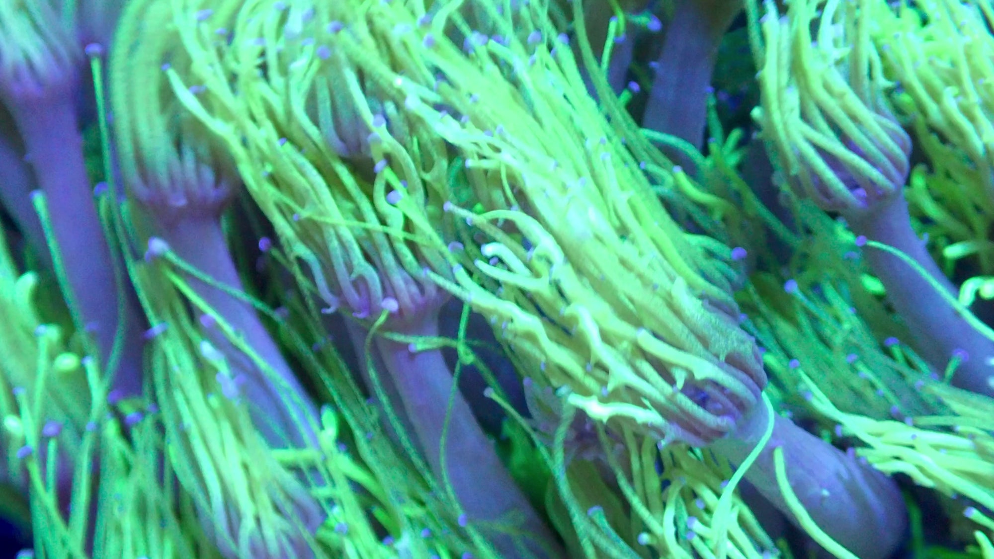 Goniopora Ultra Frag — Neon Green Flowerpot LPS Coral for Reef Aquariums