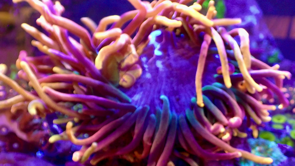Colorado Sunburst Bubble Tip Anemone
