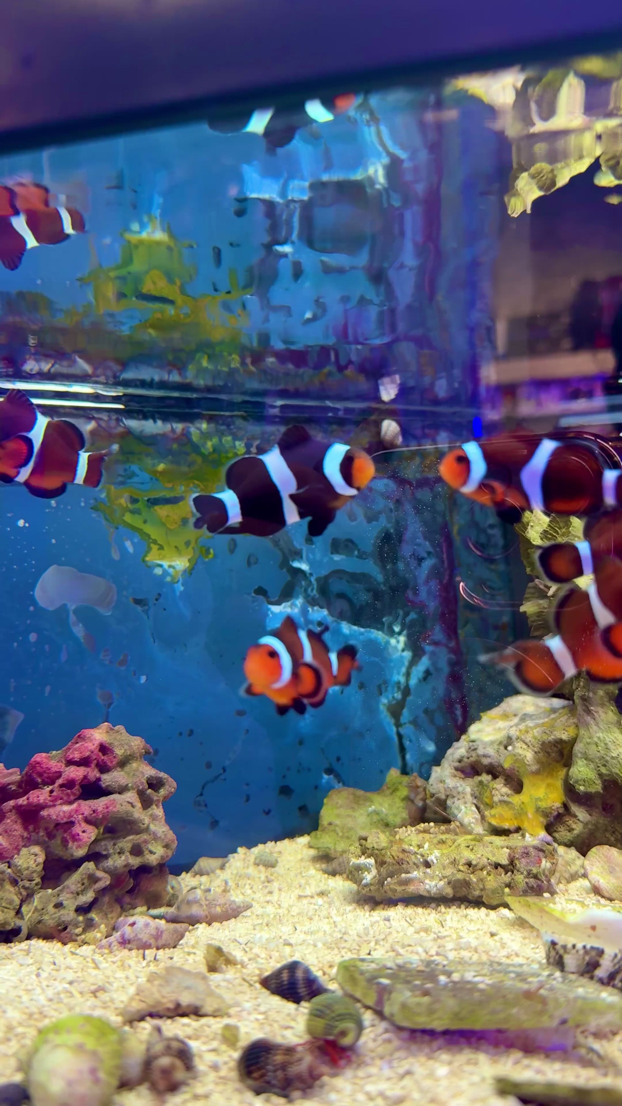 Clownfish Threadfin Ocellaris