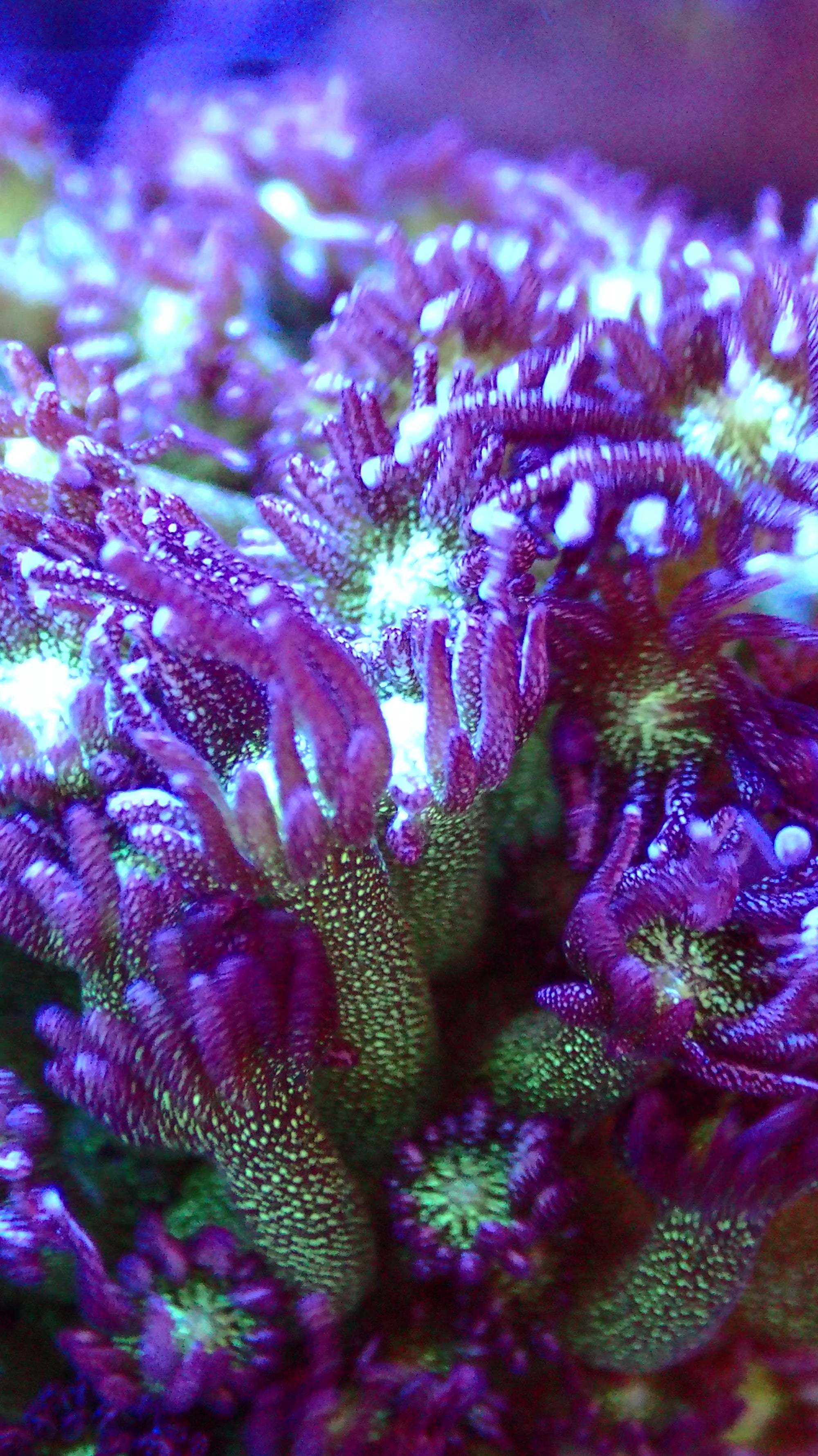 Goniopora Glitter Bomb Frag — Corail Fleur LPS Vert et Mauve Scintillant