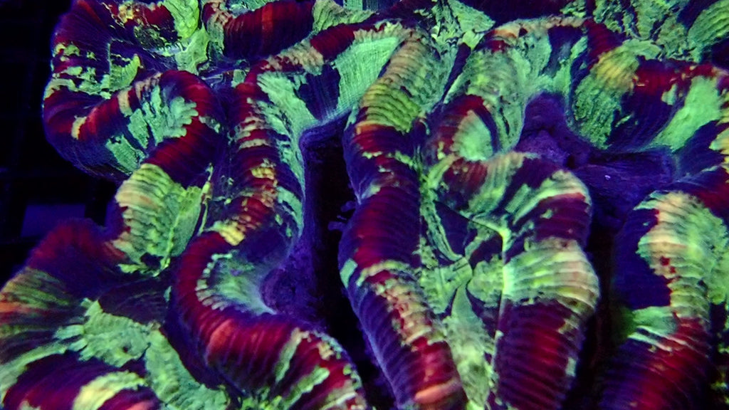 Trachyphyllia Geoffroyi Multicolore - Corail LPS Premium