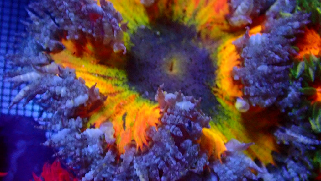 Ultra Rock Flower Anemone - Orange et Jaune