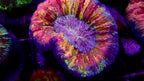 Multicolor Trachyphyllia