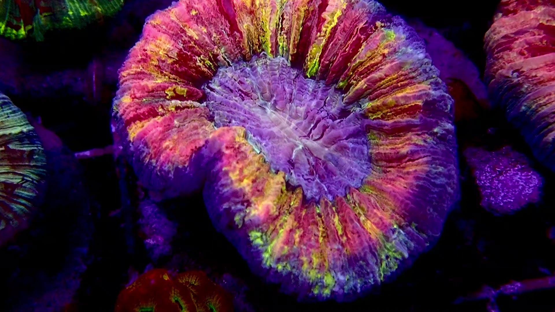 Multicolor Trachyphyllia