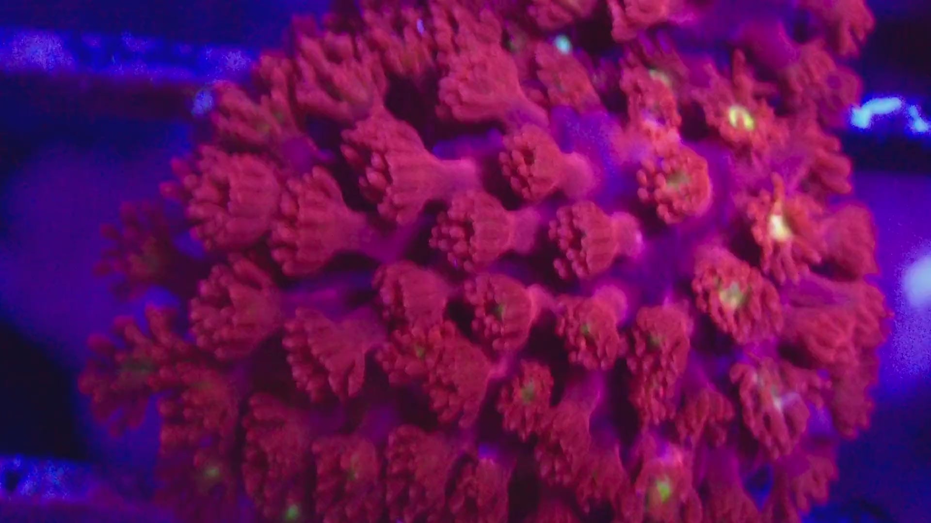 Vidéo du frag de Bernardpora Hellfire rouge en mouvement, corail fleur LPS - ReefSolution