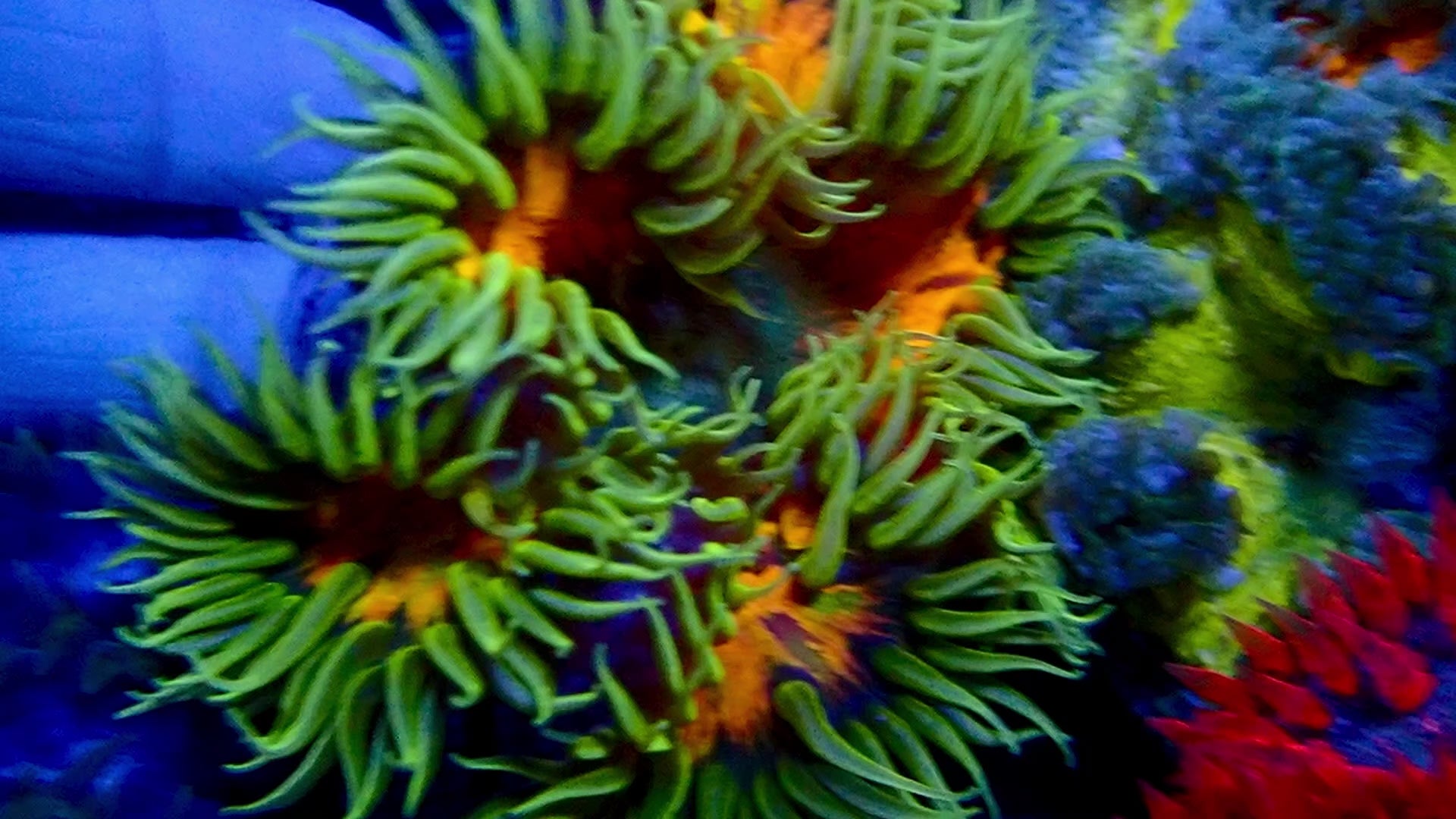 Ultra Rock Flower Anemone - Green &amp; Orange