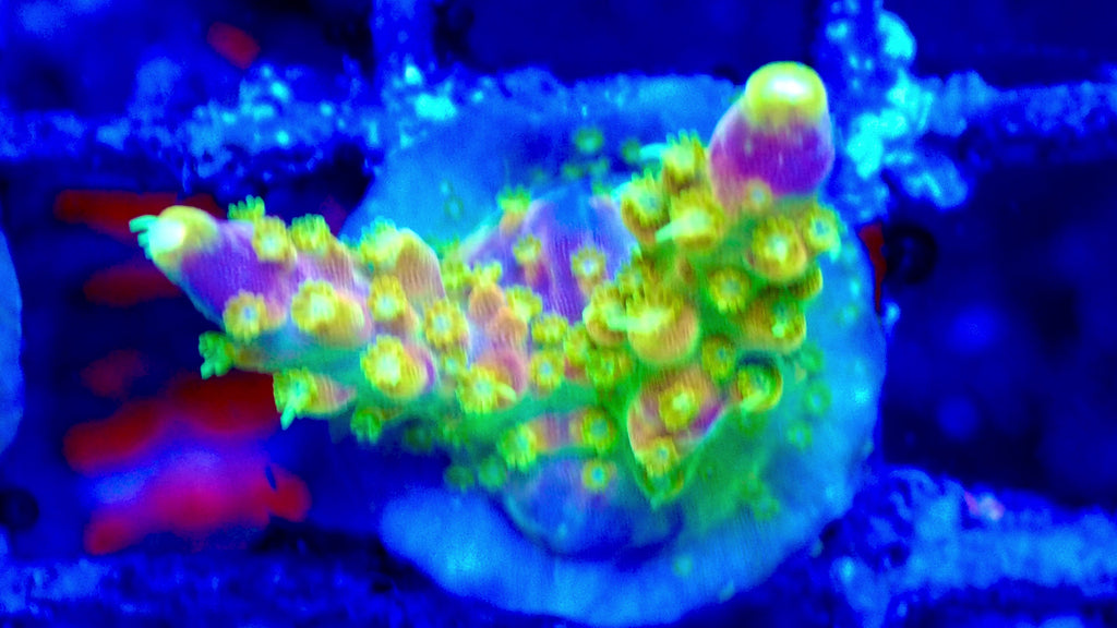 Acropora Walt Disney Frag — Corail SPS Arc-en-ciel (Acropora sp.) Récifal