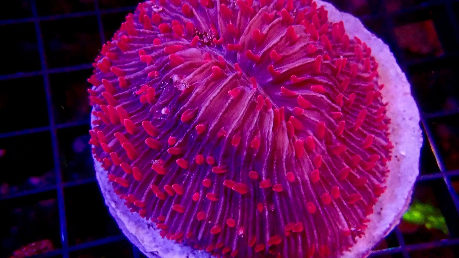 L.T.Plate Coral - Metallic Yellow Color #2