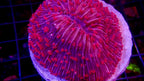 Plate Coral - Fungia
