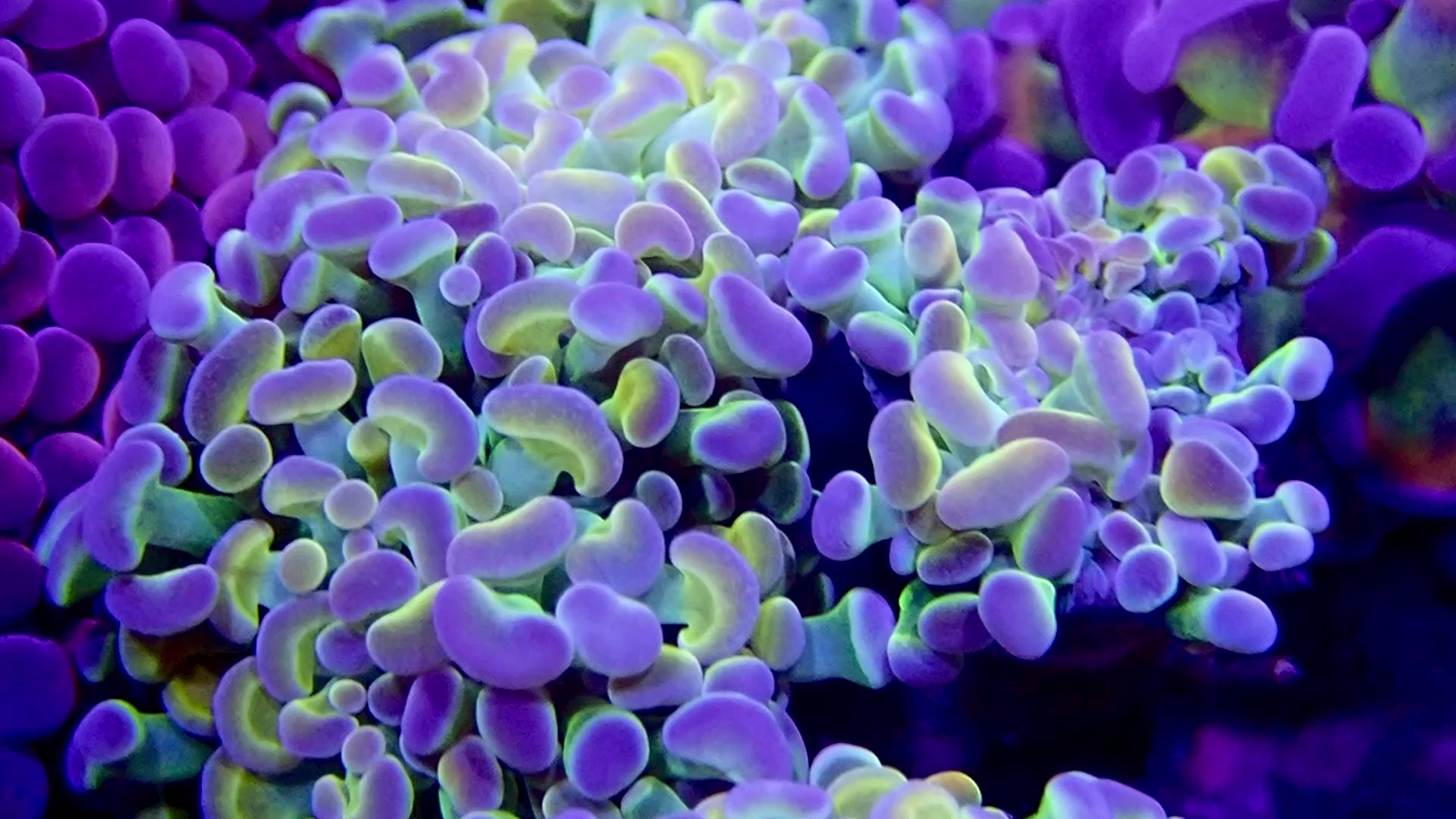 Rainbow Hologram Hammer par tete (per head)