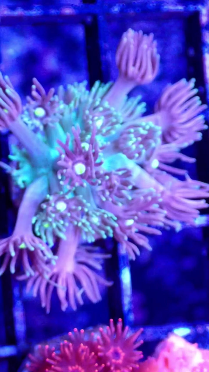 Dreamy Goniopora