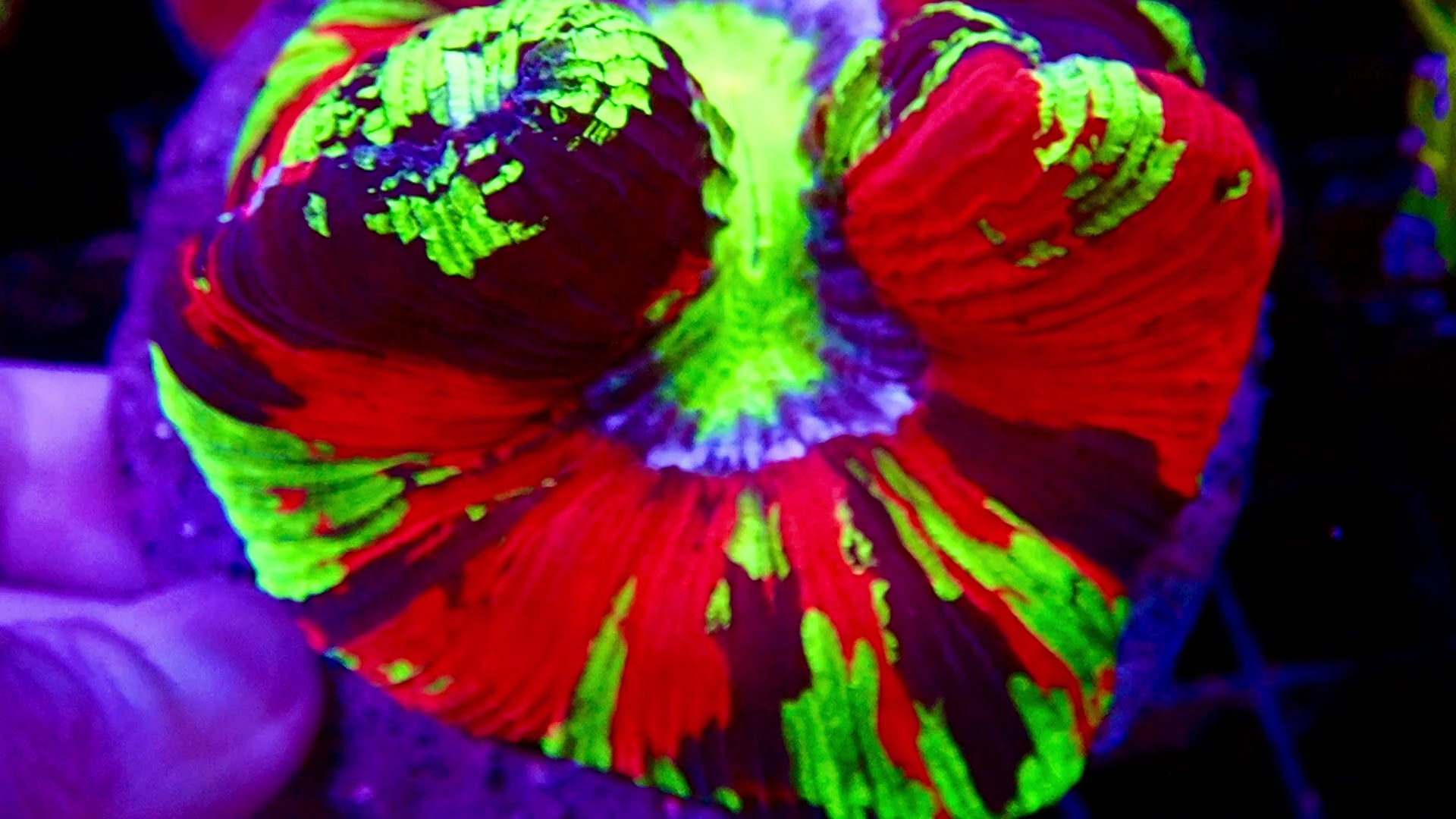 Trachyphyllia Multicolor