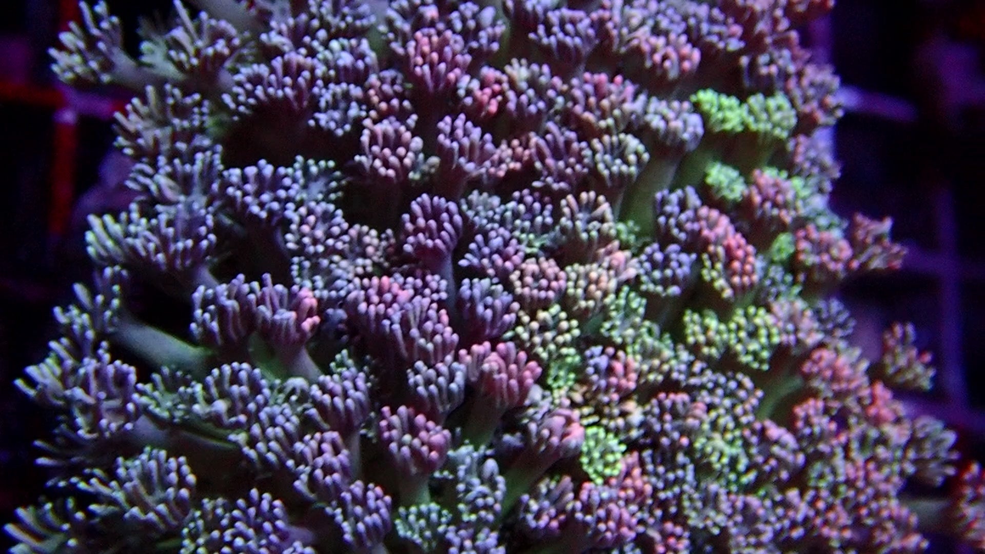 Goniopora Jewel Rainbow Petite Colonie