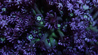RS Blue Berry Glitter Goniopora