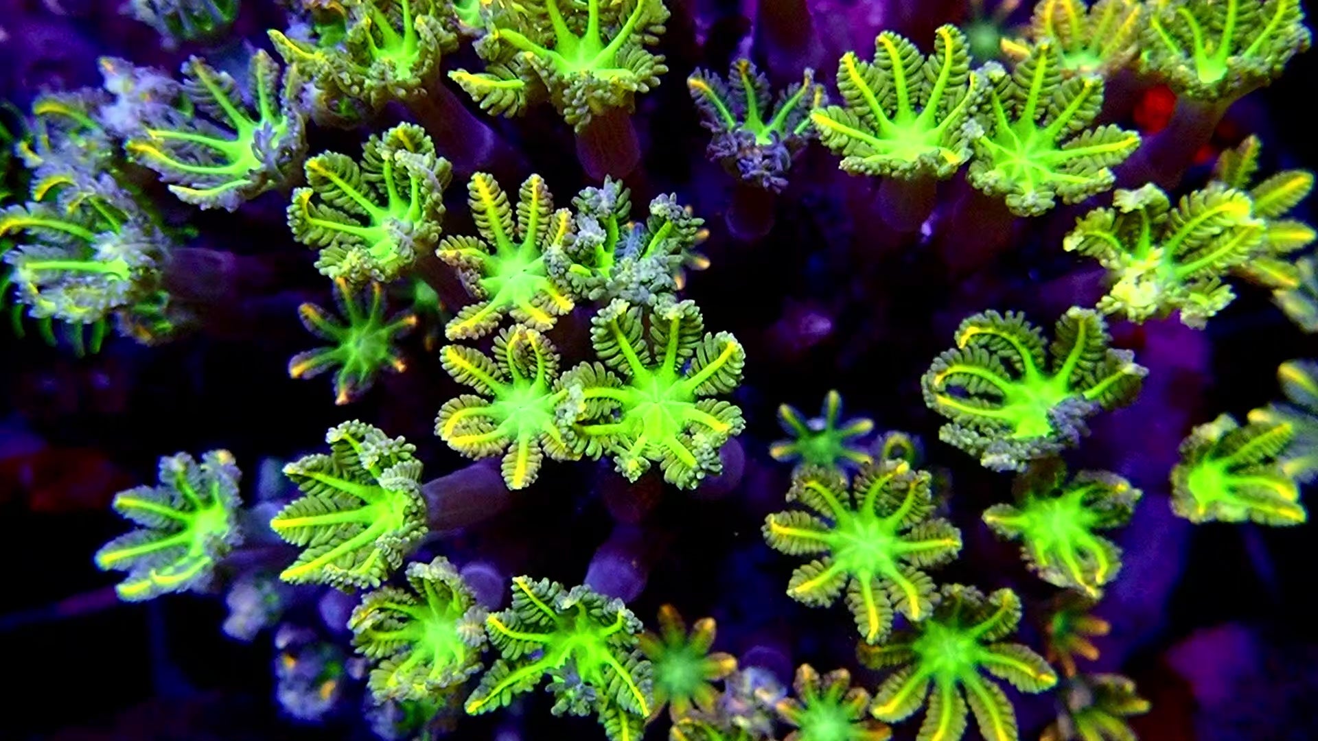 Papaya head (Clove Polyps)