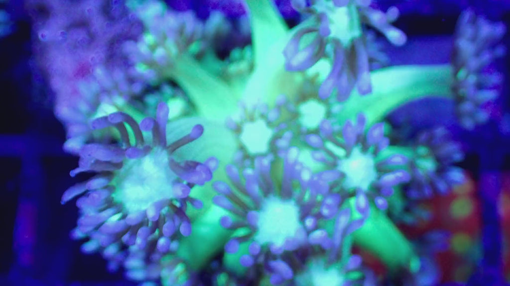Vidéo du frag de Goniopora Icy Peppermint en mouvement, corail fleur LPS - ReefSolution