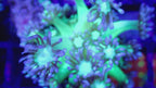 Vidéo du frag de Goniopora Icy Peppermint en mouvement, corail fleur LPS - ReefSolution