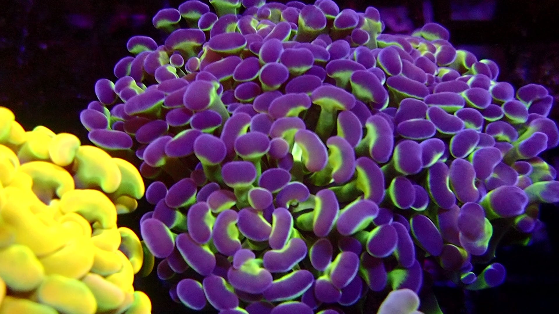 Dragonfly Branching Hammer (Euphyllia paraancora)