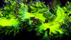 Elegance Coral Neon