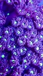 Blue Lagoon Goniopora