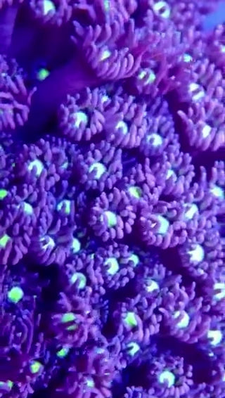 Blue Lagoon Goniopora