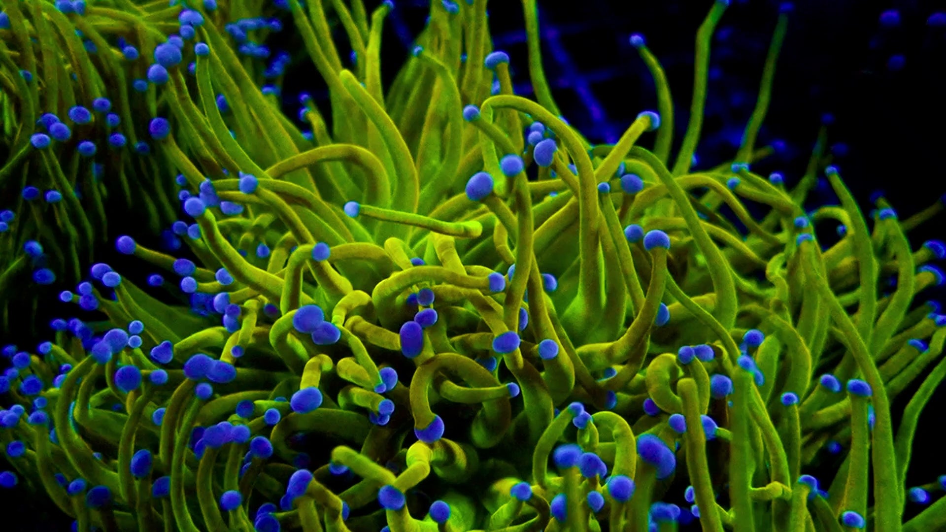 RS Holy Grail Torch par tête ( Aqua Cultivé )
