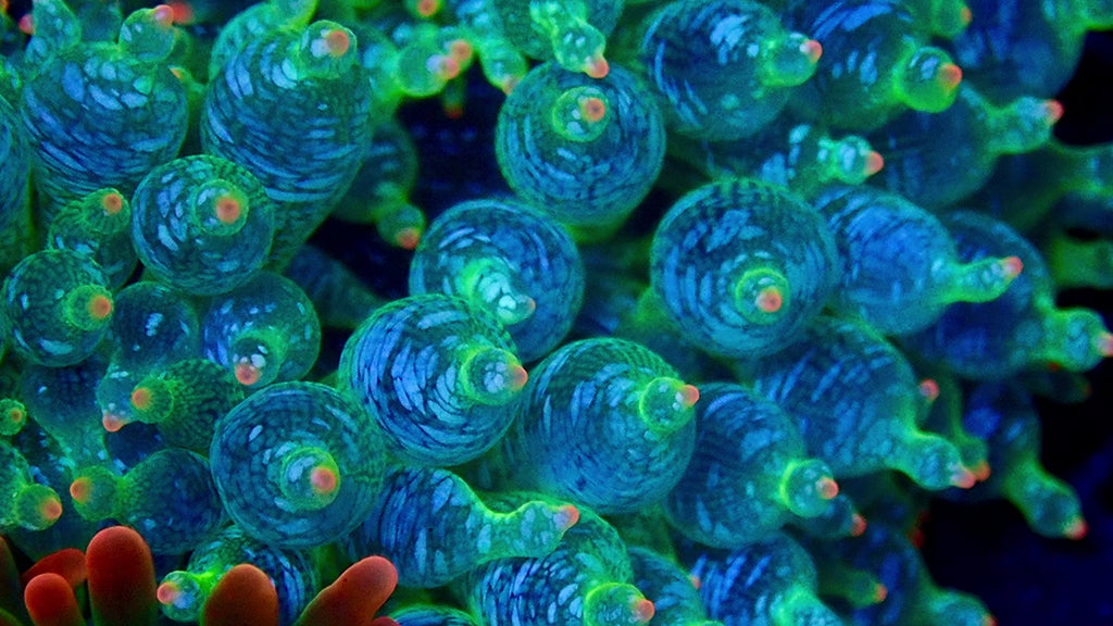 Ultra Snow Flake Bubble Tip Anemone