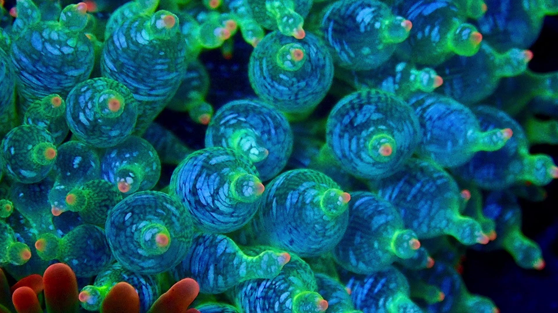 Ultra Snow Flake Bubble Tip Anemone