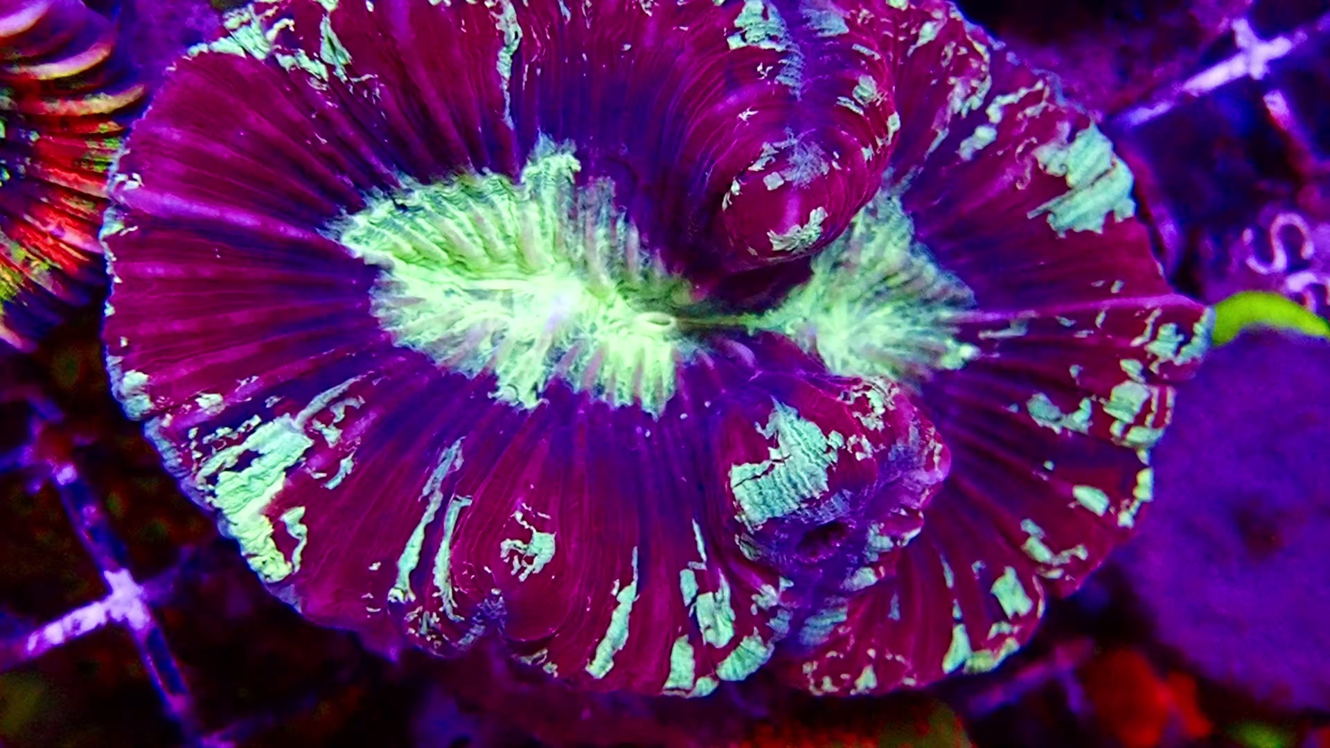 Multicolor Trachyphyllia