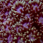 Alveopora Ultra