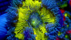 Anémone Rock Flower Ultra Jaune Vert Bleu - Premium | ReefSolution