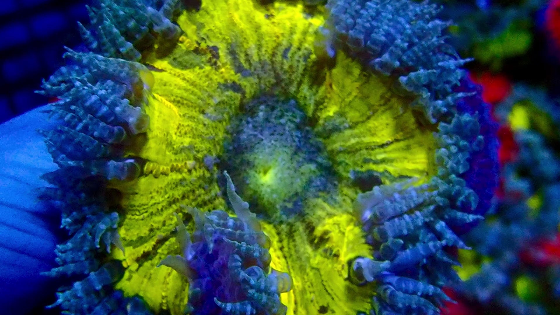 Anémone Rock Flower Ultra Jaune Vert Bleu - Premium | ReefSolution
