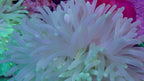 White Long Tentacle Anemone (Macrodactyla doreensis)