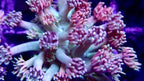 Goniopora Jewel Rainbow tip Frag