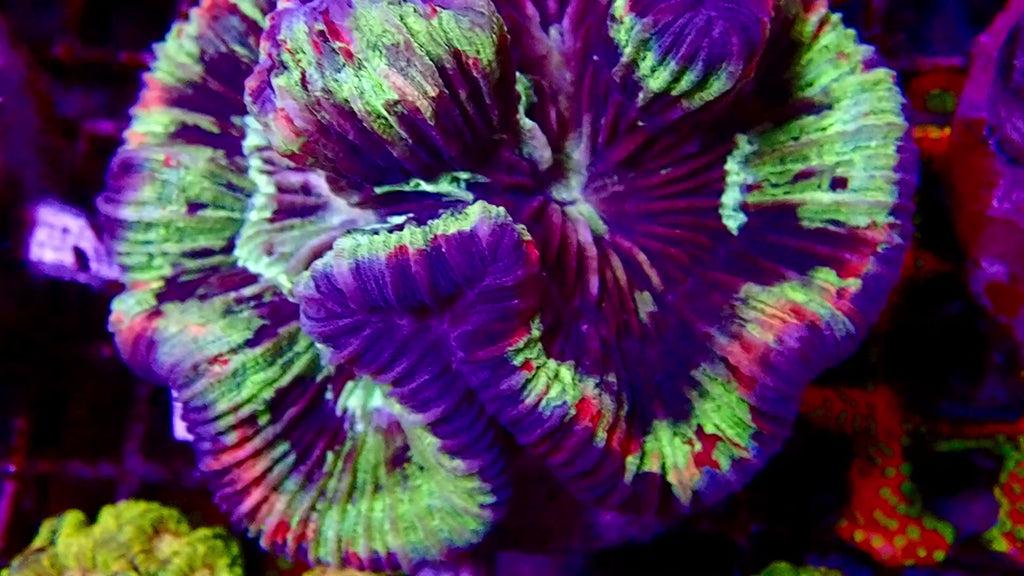 Welsophyllia Multicouleur