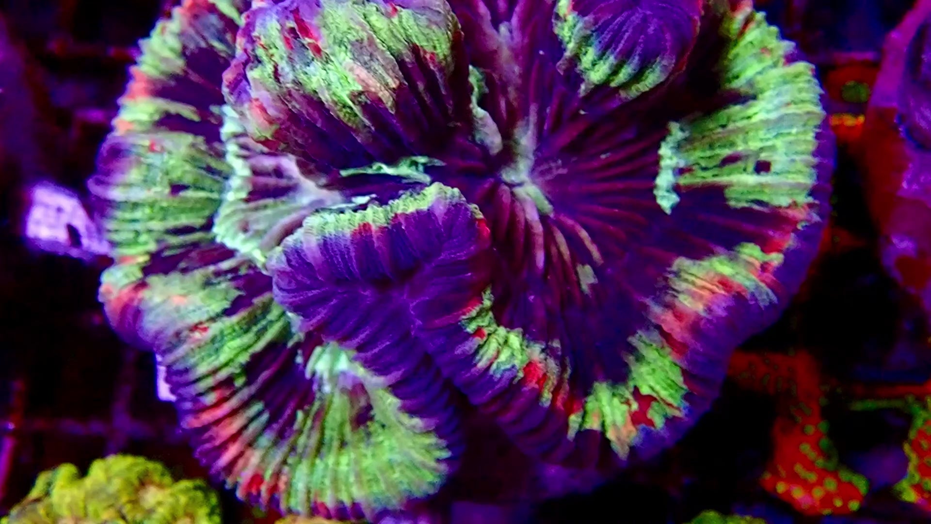 Welsophyllia Multicouleur