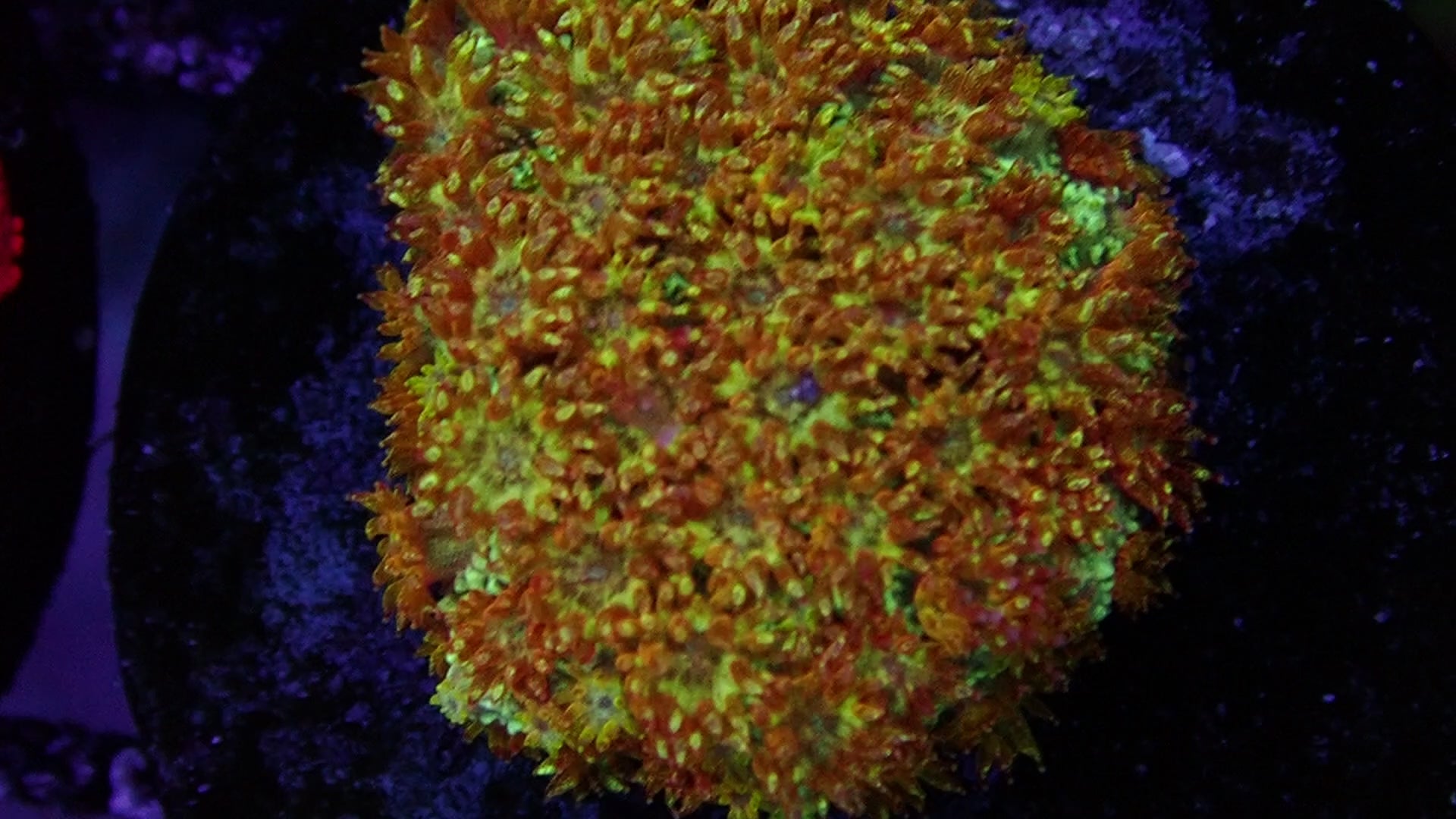 Gionopora Ultra Yellow Glitter Frag