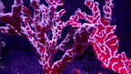 Spider Sponge - Trikentrion Flabelliforme