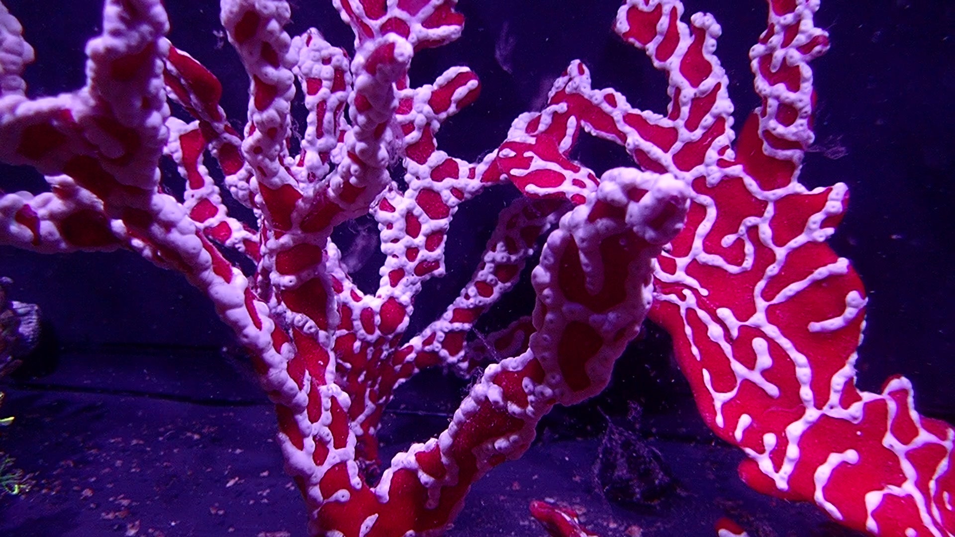 Spider Sponge - Trikentrion Flabelliforme