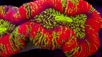 Trachyphyllia Geoffroyi Multicolore