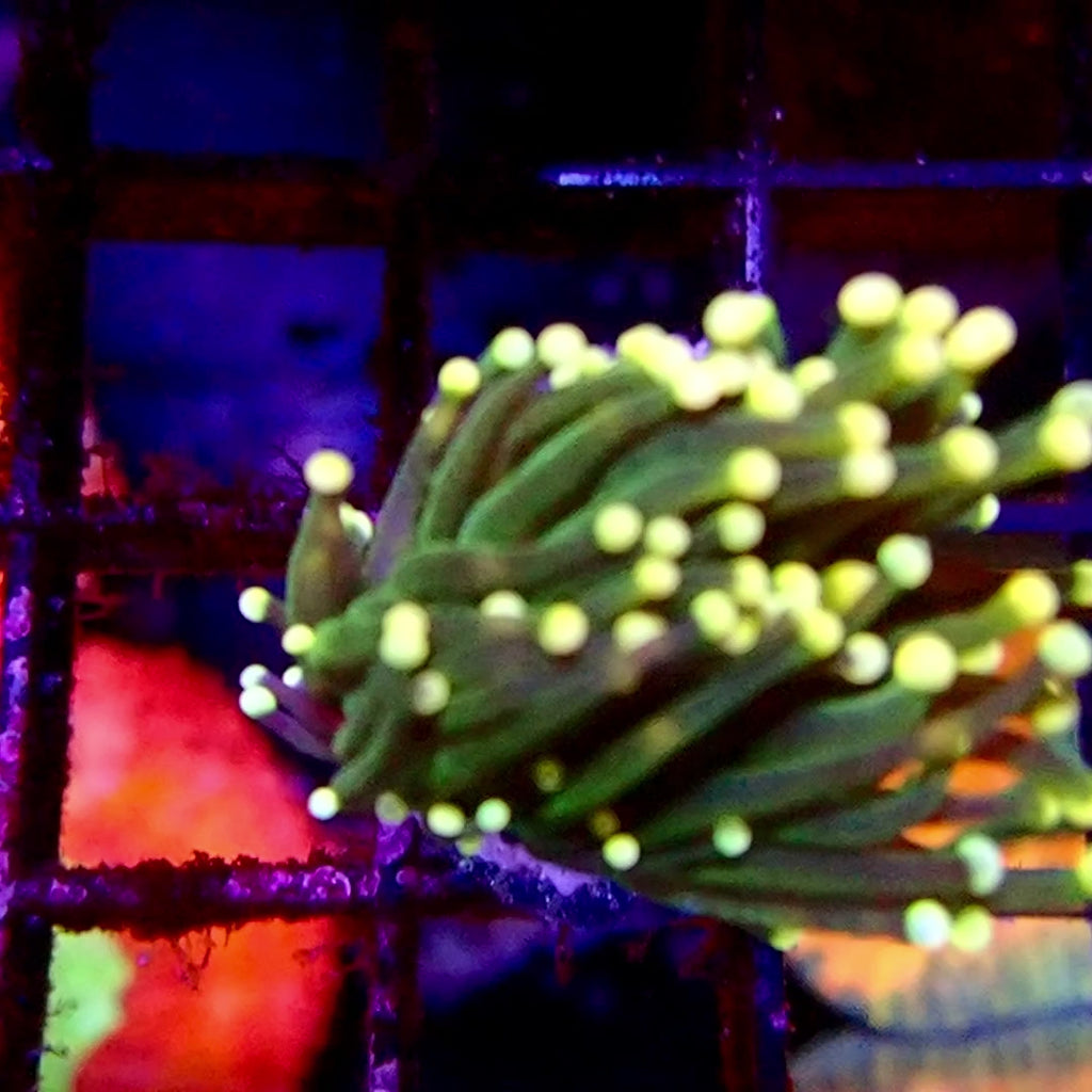 Torch Coral Green Cream tip
