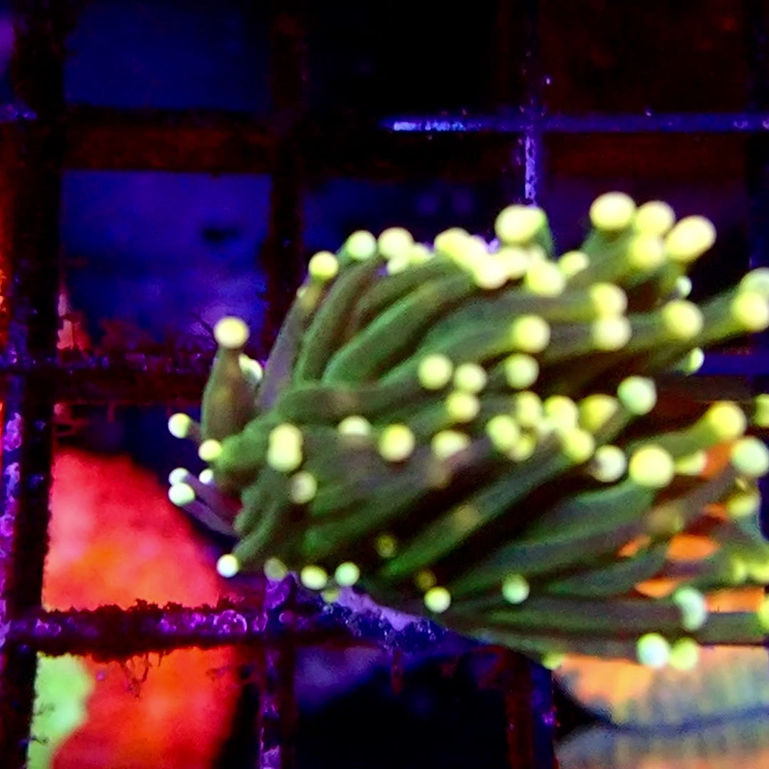 Torch Coral Green Cream tip