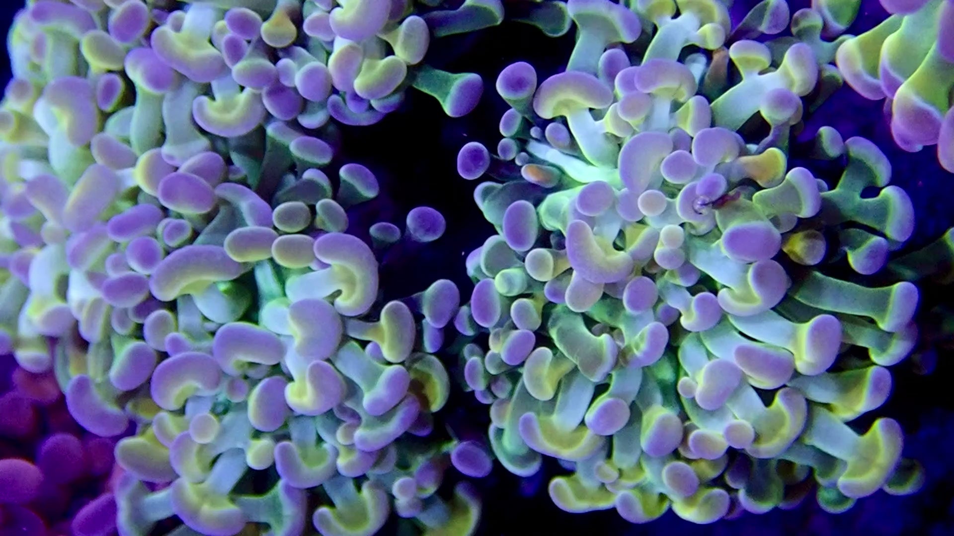 Rainbow Hologram Hammer par tete (per head)