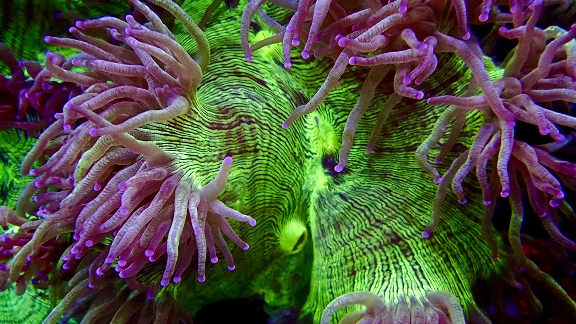 Elegance Coral Pink Tip Large colony