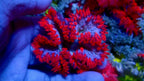 Ultra Rock Flower Anemone - Red and Blue